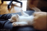 /album/curiosidades/gifs-14-gif/