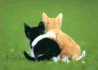 /album/curiosidades/kittenhug3dw-gif/