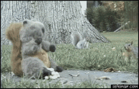 /album/curiosidades/squirrelfight-gif/